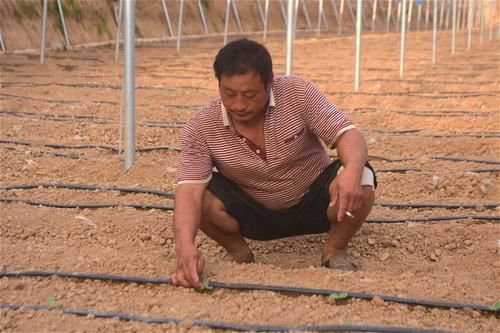  「确保」农民拿400万投身农业，种植特色作物，一年四季确保有收