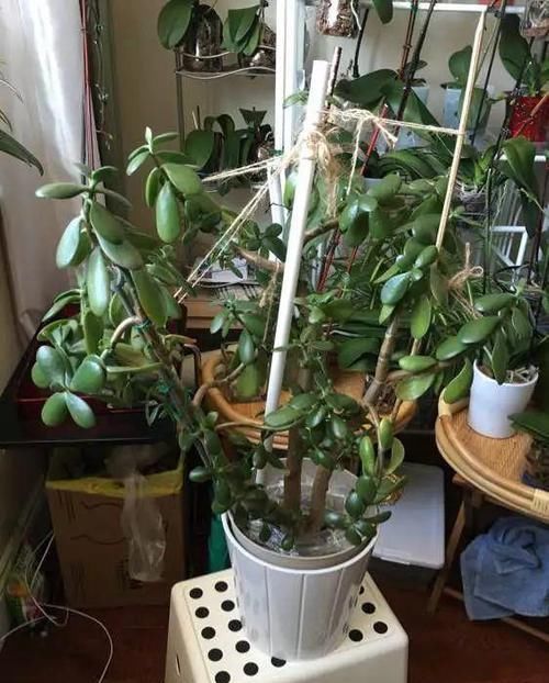 放在散射光好的地方■养了20年的玉树,杆子比大腿还粗,满树白花跟下雪了一样