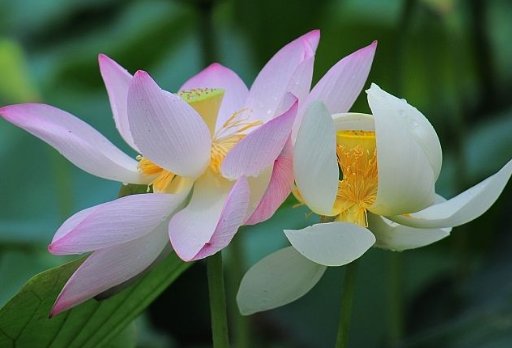  「芙蓉莲」阳台养此款“喜水花”，沾点水就爆盆，开花繁盛惹人爱，绚丽多彩
