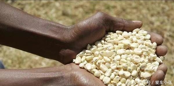  [非洲]非洲最“费解”的现状，把粮食种子当饭吃？还好中国人“