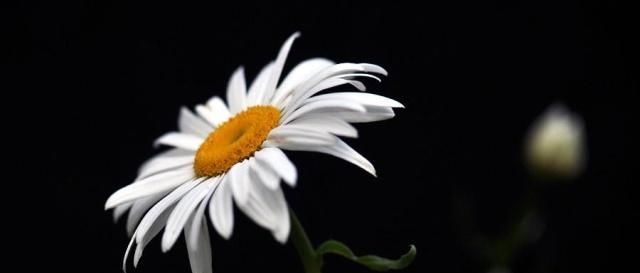 摄影技巧：全黑背景的照片怎么拍？