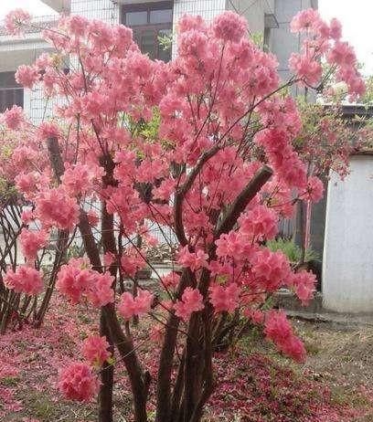 野生英山红的生长■怎样使映山红盆景多开花