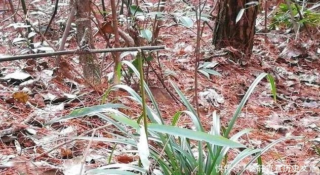  「深盆」野生兰花的根都不深，可为什么种植都用深盆这么说就明白了
