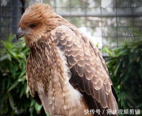 澳大利亚山火什么时候结束