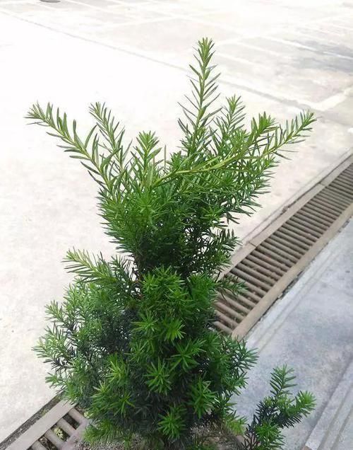  大熊猫@红豆杉号称“植物大熊猫”，净化空气促健康，注意5点红豆挂满枝