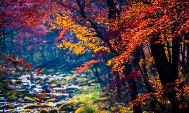 又一个红叶王国！国内这处秘境，有比肩枫叶之国加拿大的醉美秋色