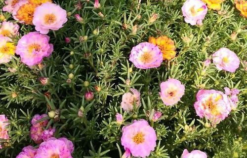  『只长叶不开』偷偷给妈妈养的太阳花狠狠剪了个光头，一个月后开花爆盆，真值