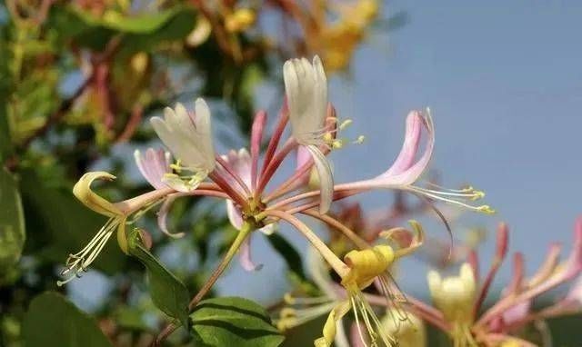  养花：阳台养花就养这6种花，既能当花养，又能当菜吃
