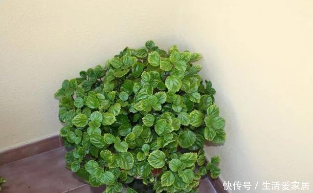 适合|瑞典常青藤养好了能开淡紫色小花,很适合养成窗台的吊盆观叶植物