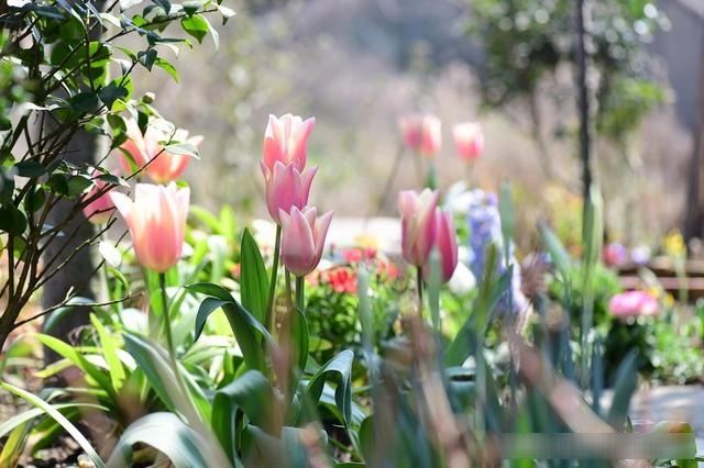  「春天」随笔：那些树果实还没掉都发芽了
