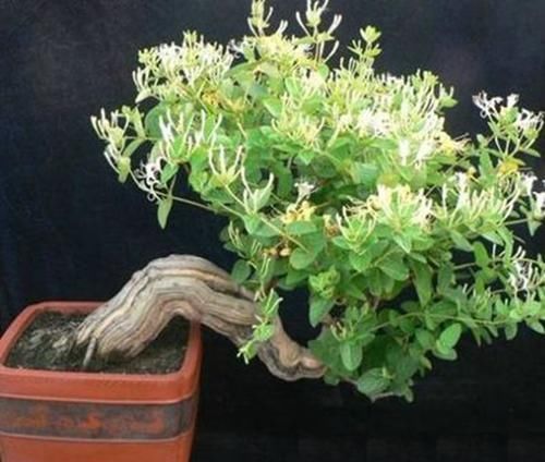  『记住』盆栽金银花，好看清香能泡茶，只要记住这5点，一年花开6个月
