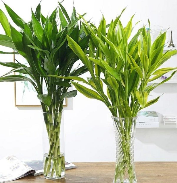 漂亮■新手养花种什么,不要再种虎皮兰了,这些花草又好养又漂亮