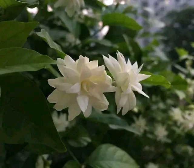 桩头:开春发芽的茉莉花小老桩头,重剪造型一个月还不长新芽?