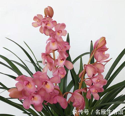 漂亮|魅力十足的香妃兰,花色鲜艳漂亮,香味怡人,四季勤花花期长