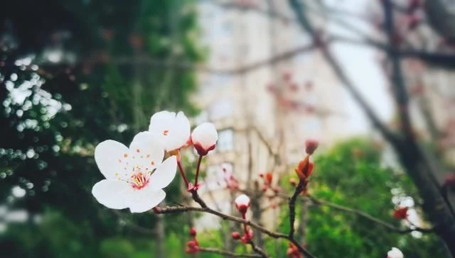 “夜疑关山月,晓似沙场雪”,我借诗意将皑皑李花拍【推荐周边游】