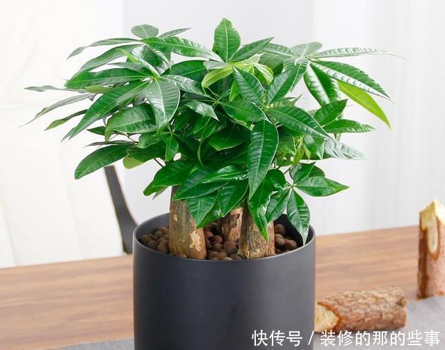  #养花#想养花不知道养啥好根据3个方面选，越养越好，四季开花长爆棚
