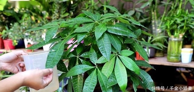 黄叶|发财树黄叶多、烂根不断?掌握“2怕”和“2勤”,叶片绿、长势猛