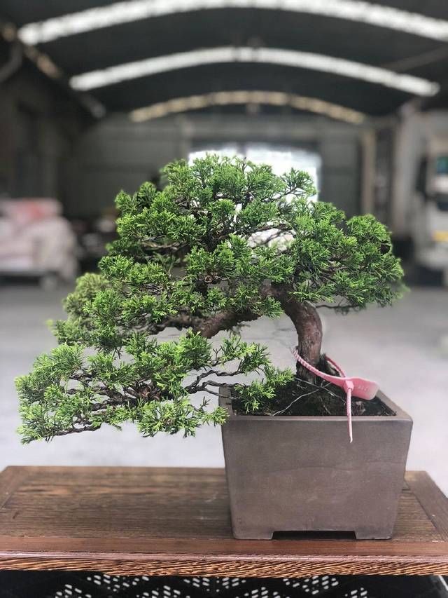 『来看第』农村老伯分享的几盆真柏树盆景,盆盆都是精品,不同角度不同的美