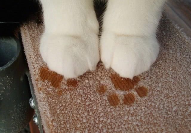  『余生』养着这样一只白白的小猫仔，粉粉的肉垫垫，萌爪爪，度过余生