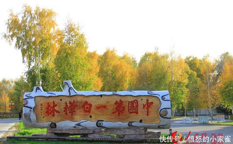 新疆哈巴河县:金秋油画白桦林