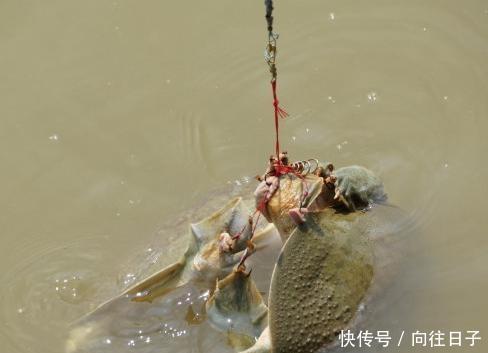  [新造]鱼哭死了，义乌新造“自动吸鱼器”，一扔一收，天天喝不