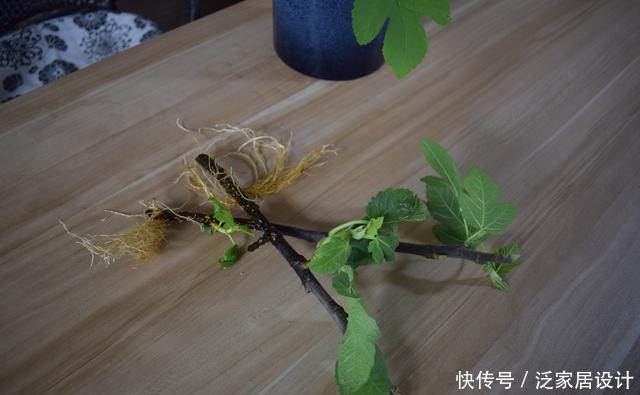  果实|一节枝条，轻松种一盆无花果盆栽，果实多的吃不完！