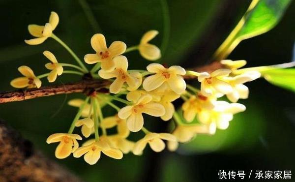  『桂花生长』受人喜欢的桂花十里飘香，掌握这几点养护技巧，最后堪称桂冠之作