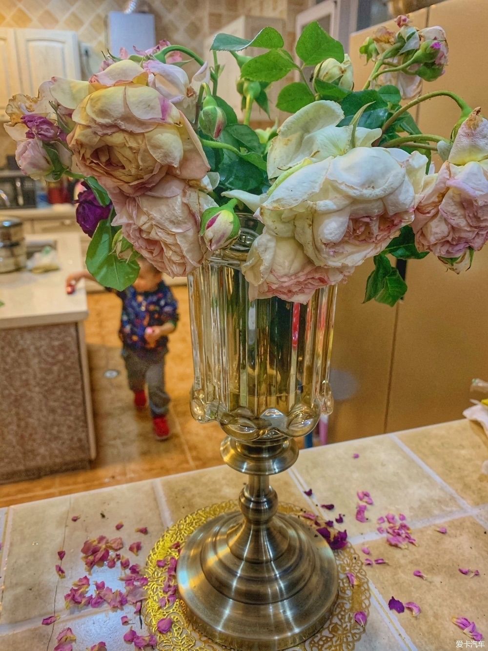 「花园」蓝花楹开了,花园的花也开了,恩特儿红,桑葚黑