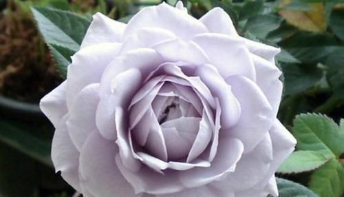  [养盆]爱上养花，不如养盆贵族礼光，花姿丰满，高贵典雅，似贵妃齐舞