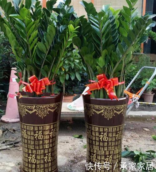  寓意|两种“镇宅树”，富贵吉祥寓意好，一片叶子能扦插好养活