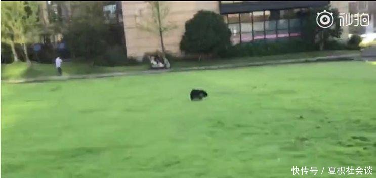 300万粉丝网红踢打孕妇致其高危早产，她名声早在网红圈臭了！