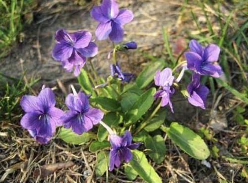  向阳处：山坡向阳处，1种杂草少见又“珍贵”，1株开出10朵“紫色花”，美
