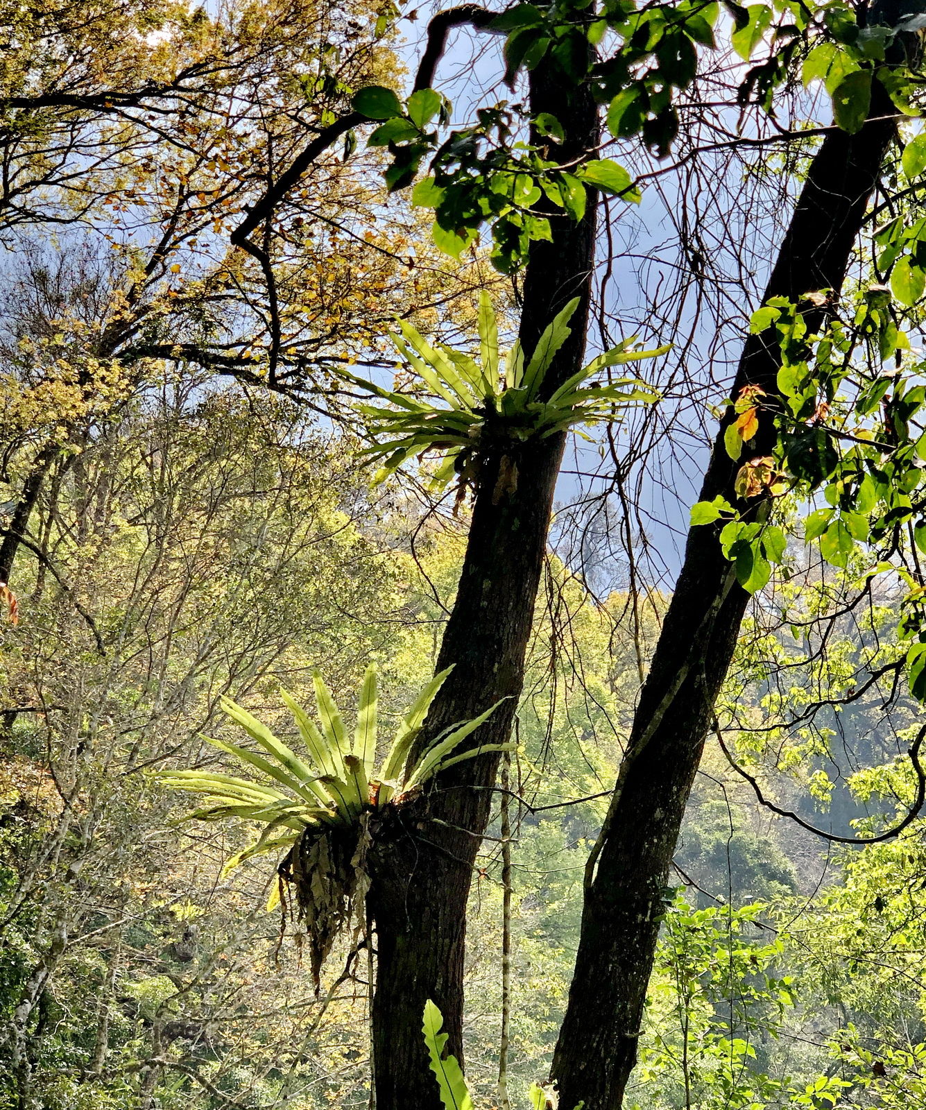 海南岛五指山区热带雨林“空中花篮”