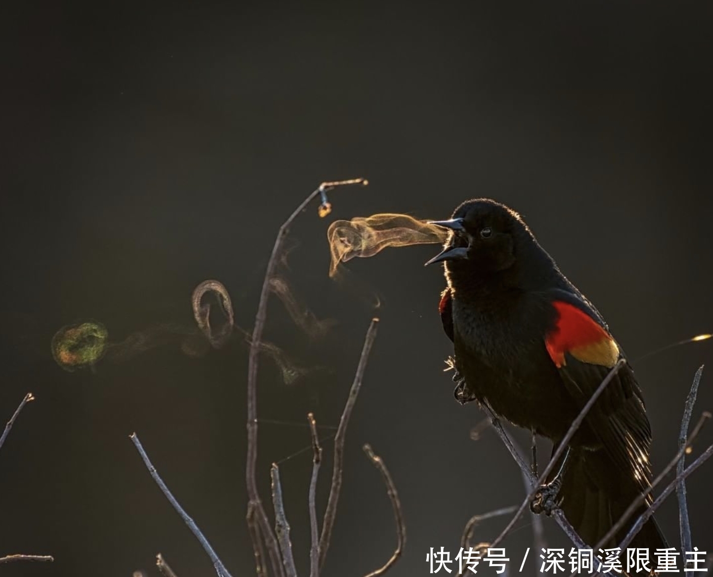 25张罕见的照片，展现自然奇观