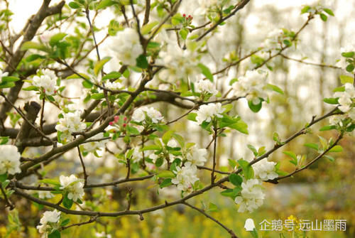  花儿■梨花、苹果花、樱桃花，这些盛开在春天的白花，您能分得清吗？