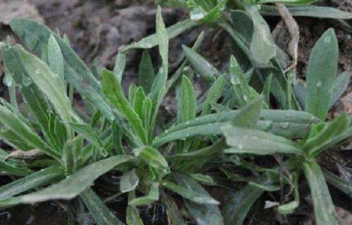 农村这种野生植物，能当成蔬菜吃，还可润肺止咳，城里人没见过！