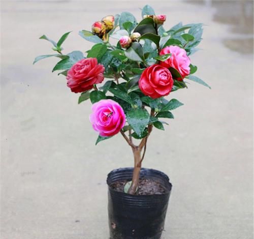  『长春花』3种“花”，掐个枝条插土里，生根快、易成活，大白根呼呼地冒