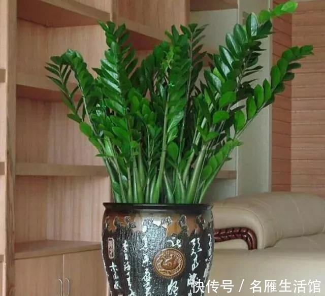  金钱树|客厅摆放什么植物，优雅大方又有温馨氛围？