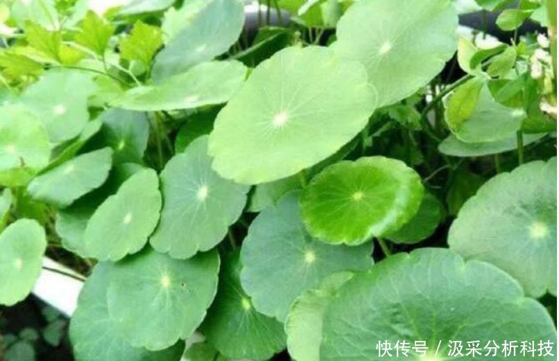  懒人@懒人新手就养“3种花”，不用费心，就能长的特别好，四季常绿！