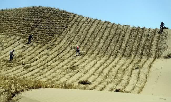 中国又一逆天大作！荒芜沙漠变绿洲，覆盖面积大到不敢相信