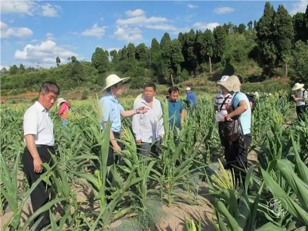  [农业农村部]紧急行动！沙漠蝗入侵云南，还有更严重的“幺蛾子”！
