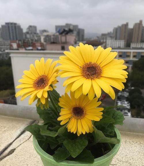 『雍容』喜欢菊花,就养盆“菊中珍品”白托桂,花叶洁白如玉,雍容端庄