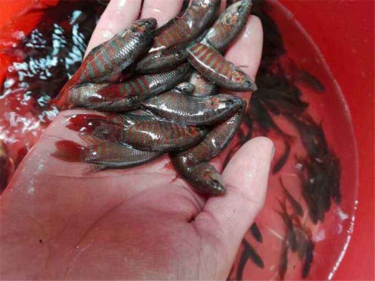  「鱼缸」20年前太多没人要，如今有农民大量养殖，一尾卖5元