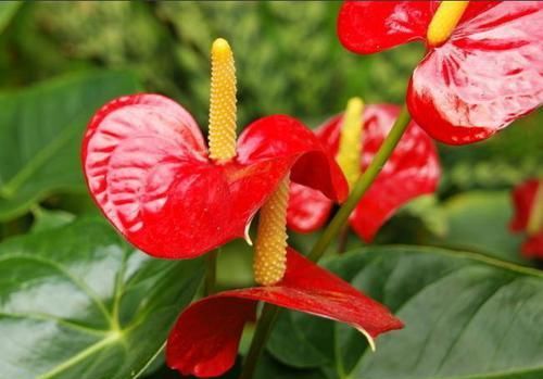 「理想」此花花型特别,四季开花不断,花色艳丽喜庆,养护的理想花卉
