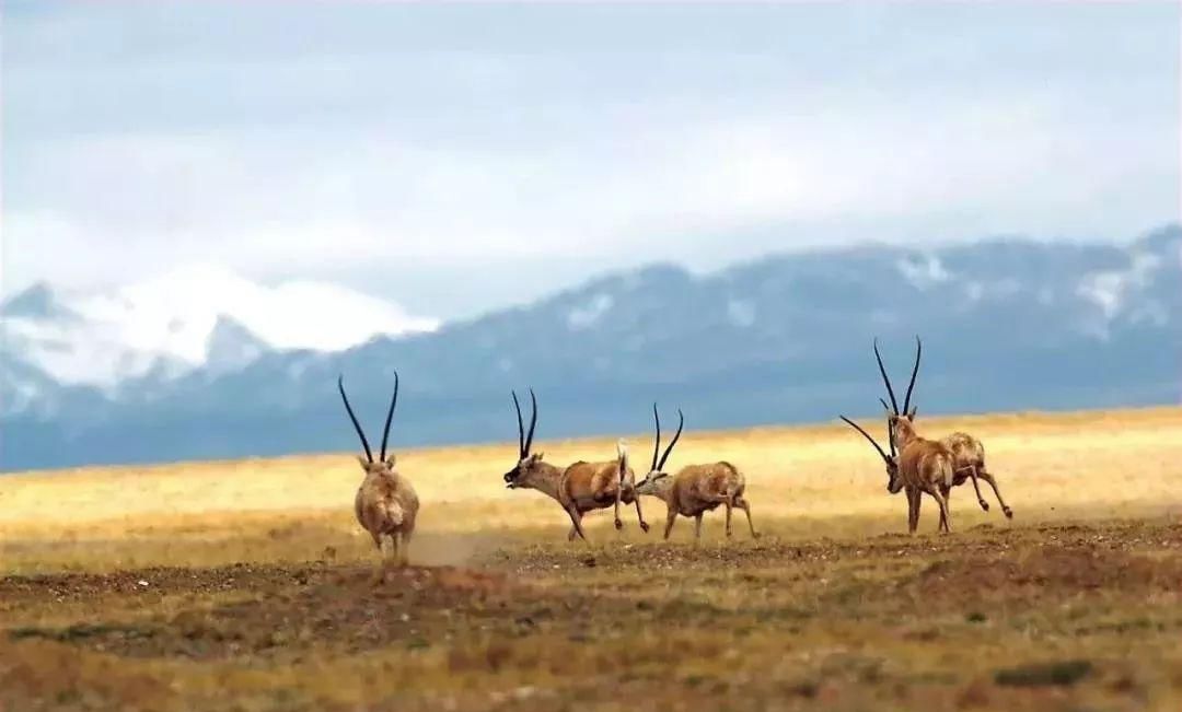 青海又一小众旅行地被发现，距茶卡盐湖仅1小时，低调得让人心疼