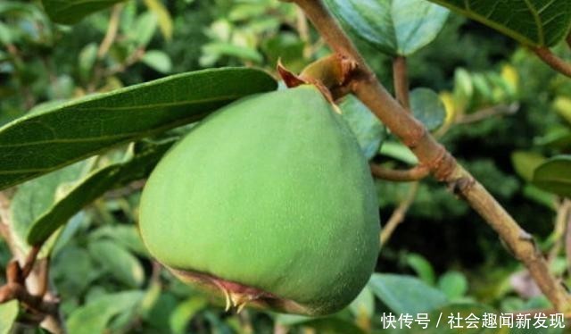  果实：果实似“包子”，价值却极为珍贵，农村见到，请您珍惜