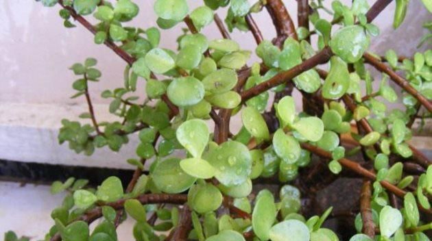  #散射光充足#金枝玉叶怎么繁殖？金枝玉叶的繁殖方法