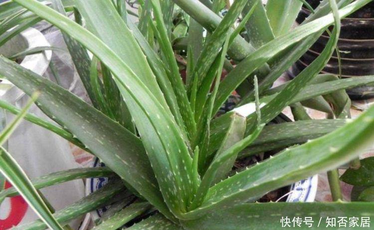『花养』4种懒人花,不怕把花养死了,长得特别快,很容易爆盆