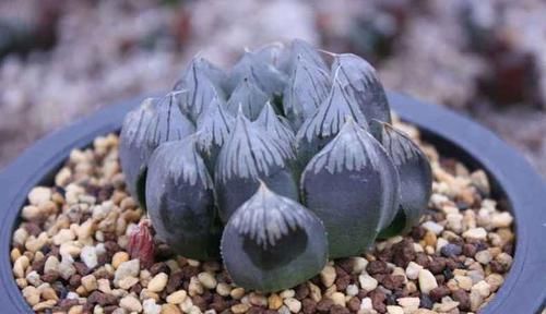 『勒紧』3年前2000元抢一片叶子的火爆多肉植物品种,勒紧裤腰带过日子