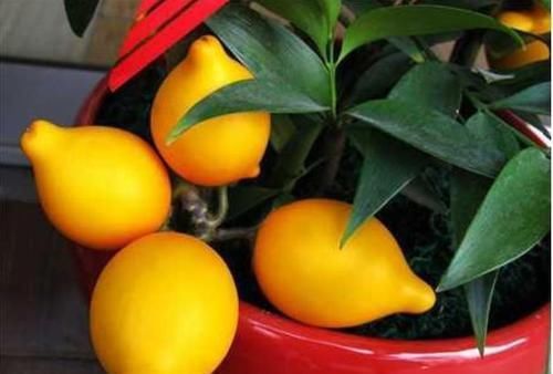  『朱顶红』阳台养花，不妨养这4款植物，好养易活不招虫，养在哪里都爆盆